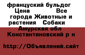 француский бульдог › Цена ­ 40 000 - Все города Животные и растения » Собаки   . Амурская обл.,Константиновский р-н